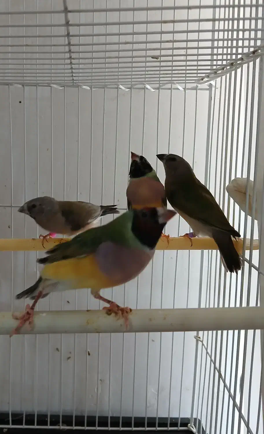 فنچ گلدین|پرنده|نیشابور, شهرک قدس|دیوار