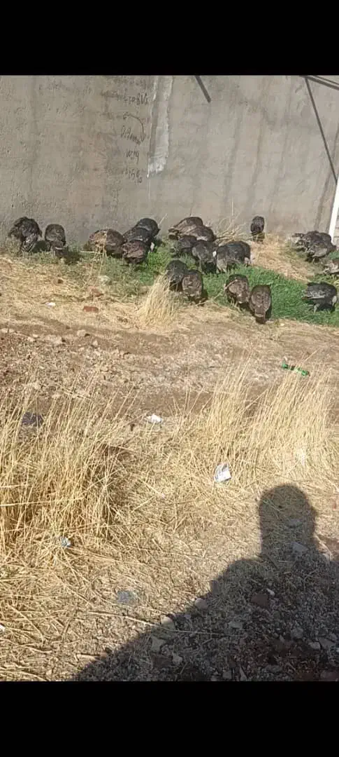 فروش ۳۵عدد بوقلمون|حیوانات مزرعه|مهاباد (آذربایجان غربی), |دیوار