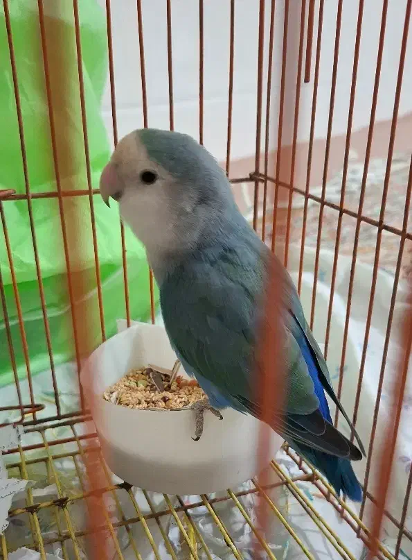 کوتوله|پرنده|قم, اسمعیل آباد|دیوار