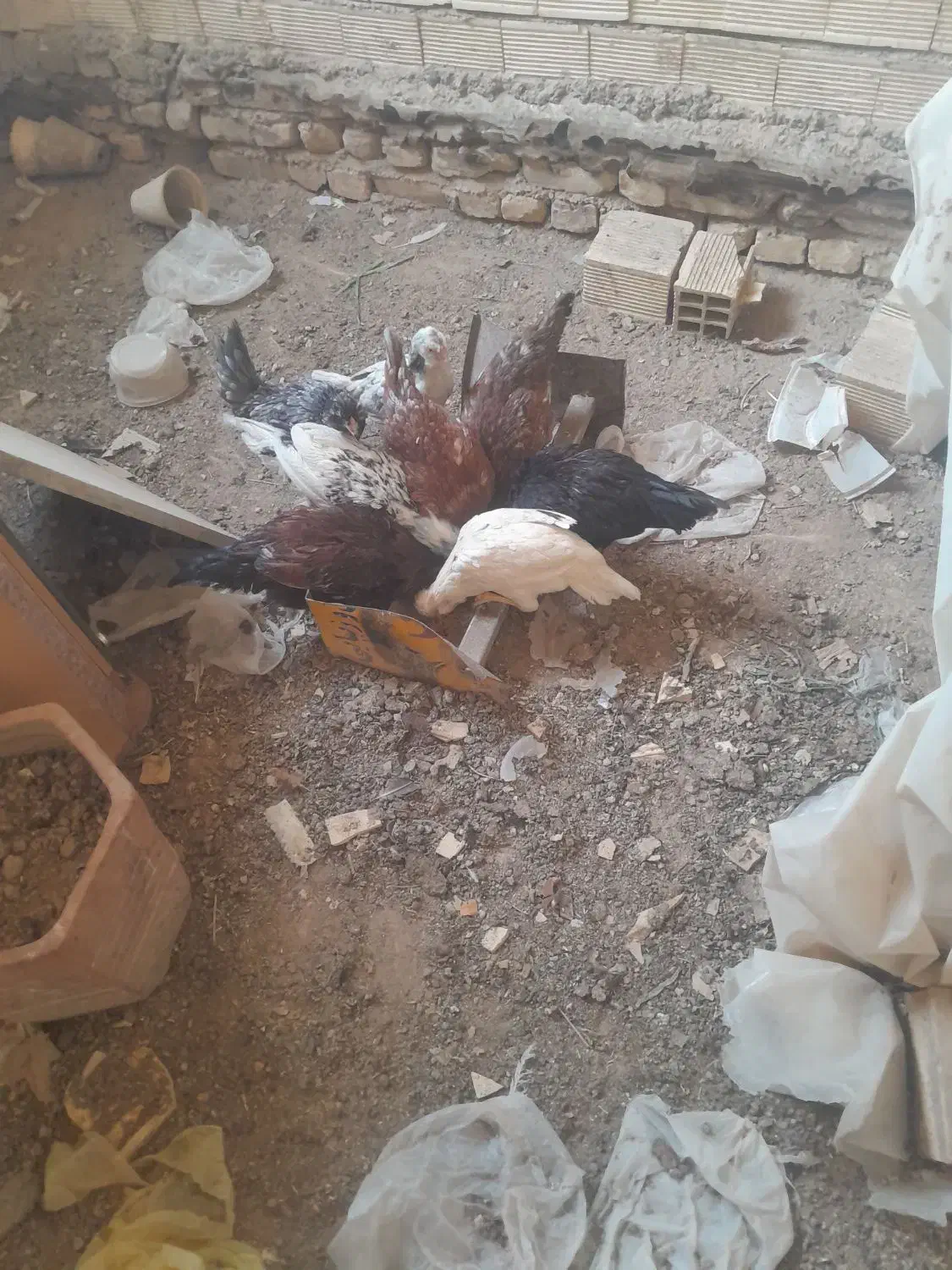 هشت عدد توتک گلین اصل|پرنده|خمینی‌شهر, |دیوار