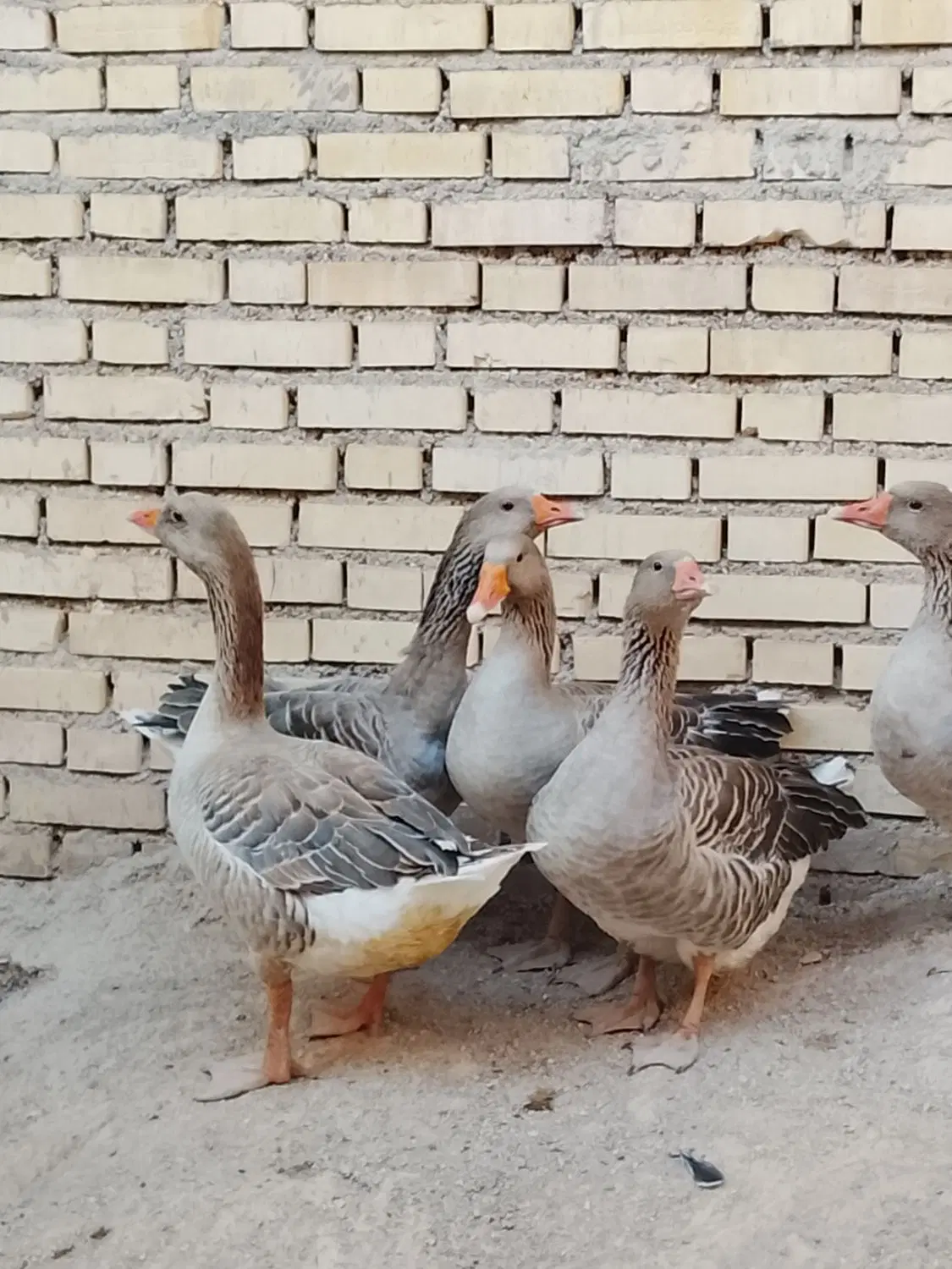 غاز|حیوانات مزرعه|شادگان, |دیوار