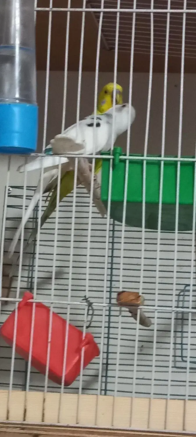 عروس هلندی مرغ عشق|پرنده|رباط‌کریم, شترخوار|دیوار