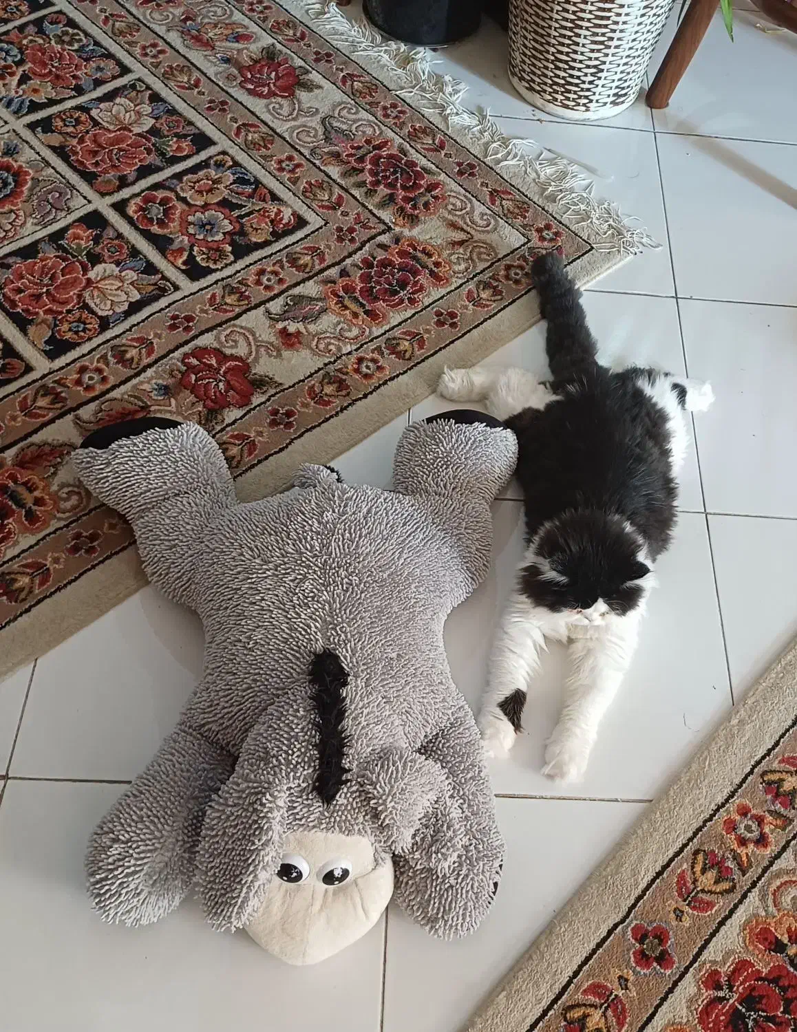 گربهی پرشین|گربه|سبزوار, عظیمیان|دیوار