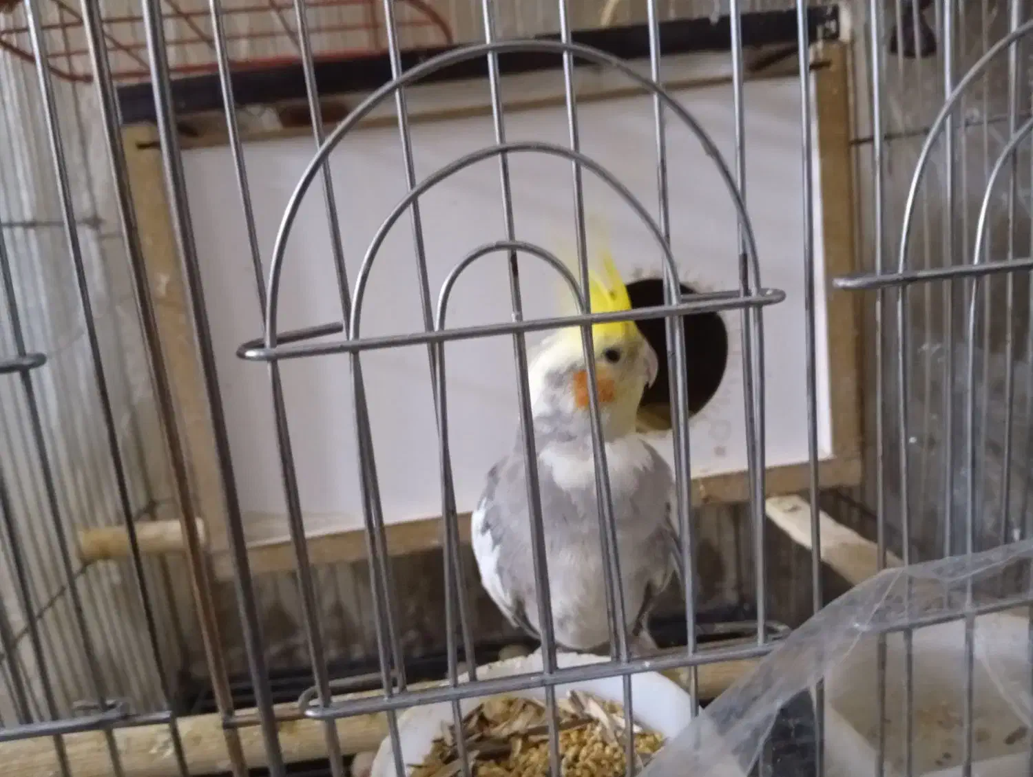 عروس هلندی سخنگو|پرنده|سنندج, |دیوار