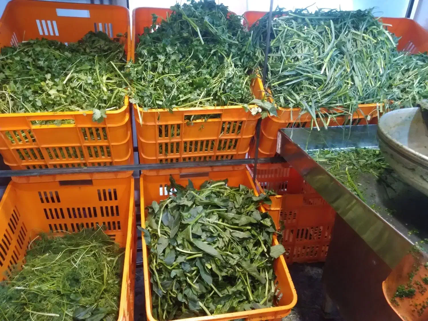 سبزی خردکنی|استخدام خدمات فروشگاه و رستوران|اصفهان, لاله|دیوار