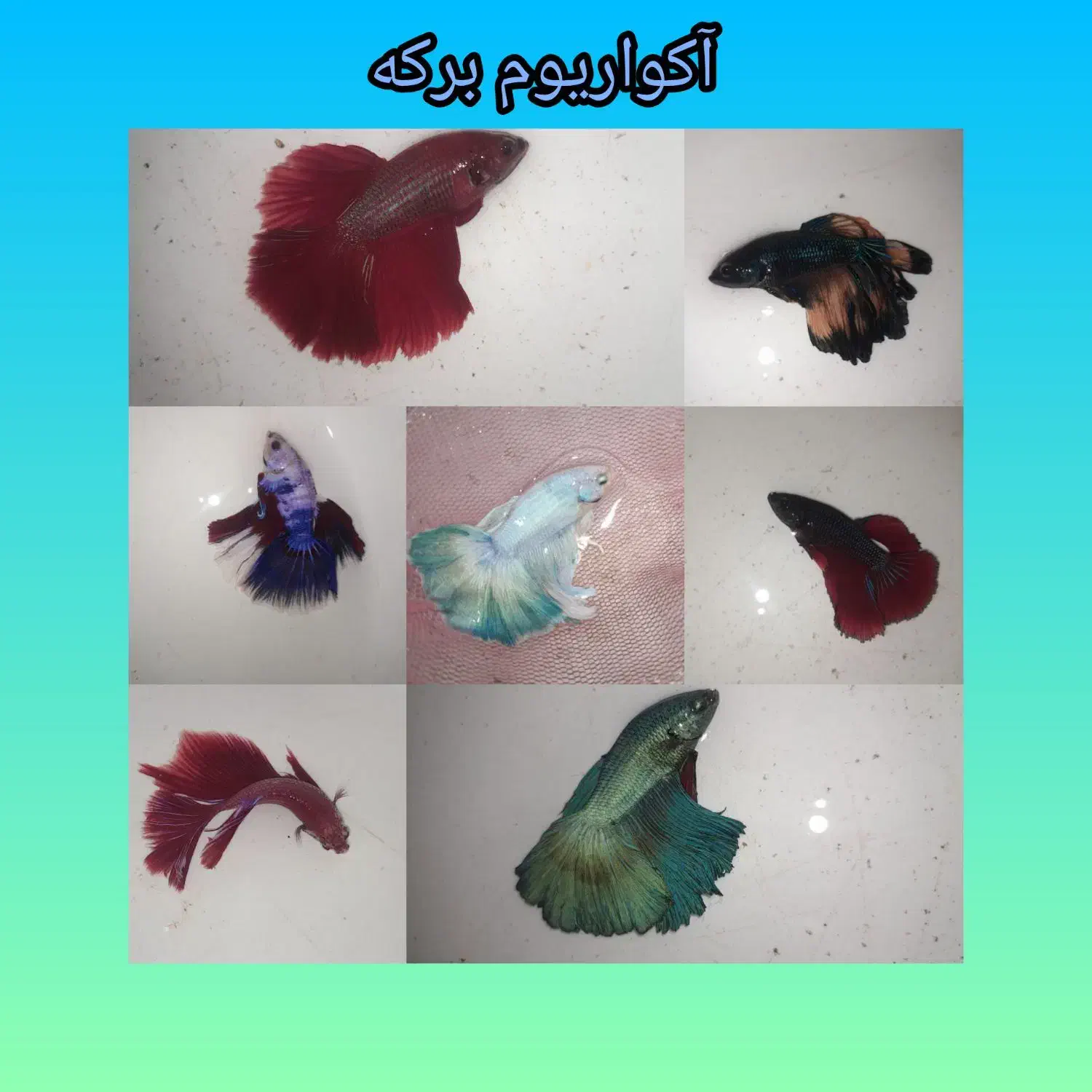 ماهی فایتر نر و ماده|ماهی|قدس, شهرقدس|دیوار