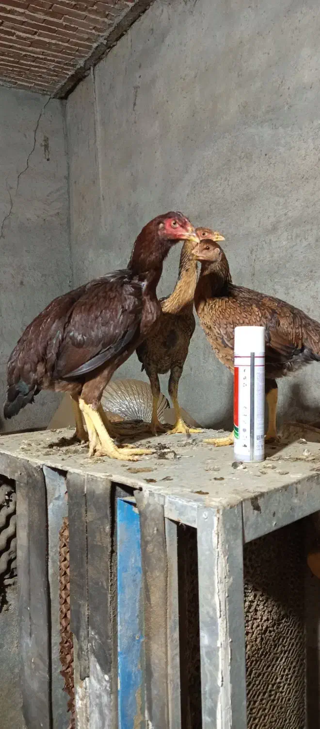 لاری|حیوانات مزرعه|محمدبار, |دیوار