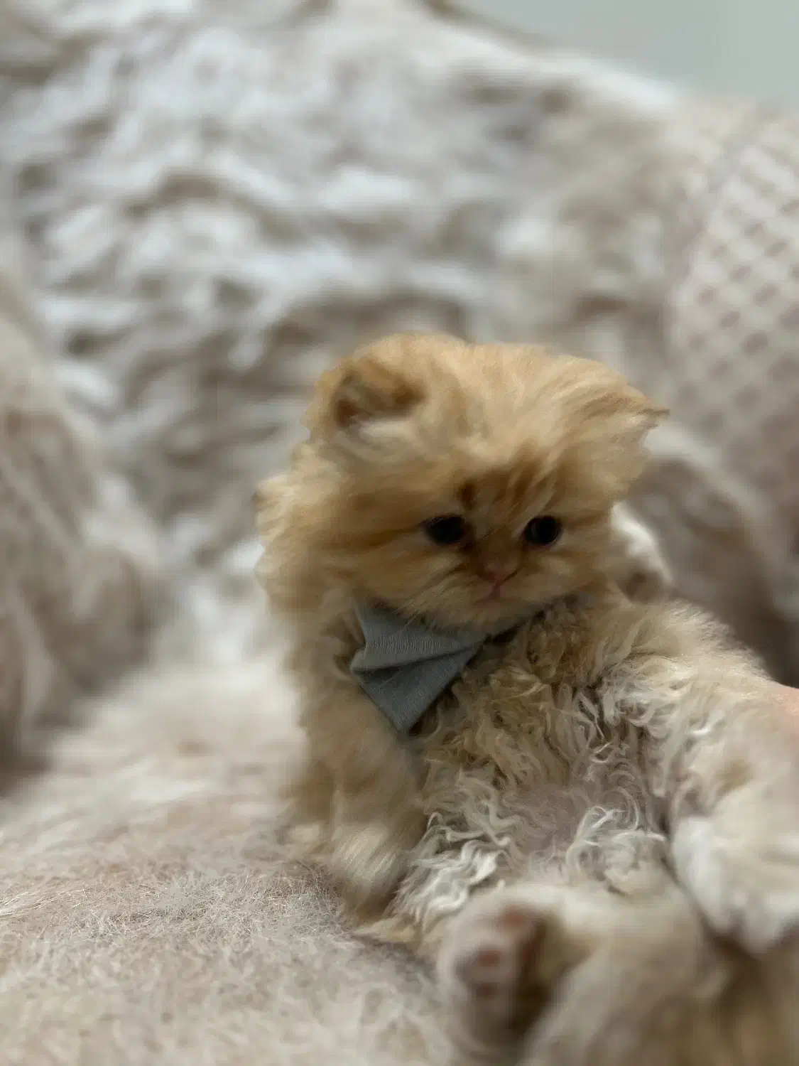 گربه پرشین|گربه|پردیس, فاز ۳|دیوار