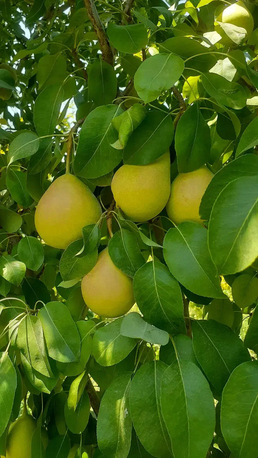 باغ روستای خوش آب و هوای زواریان|فروش زمین و ملک کلنگی|سلفچگان, |دیوار