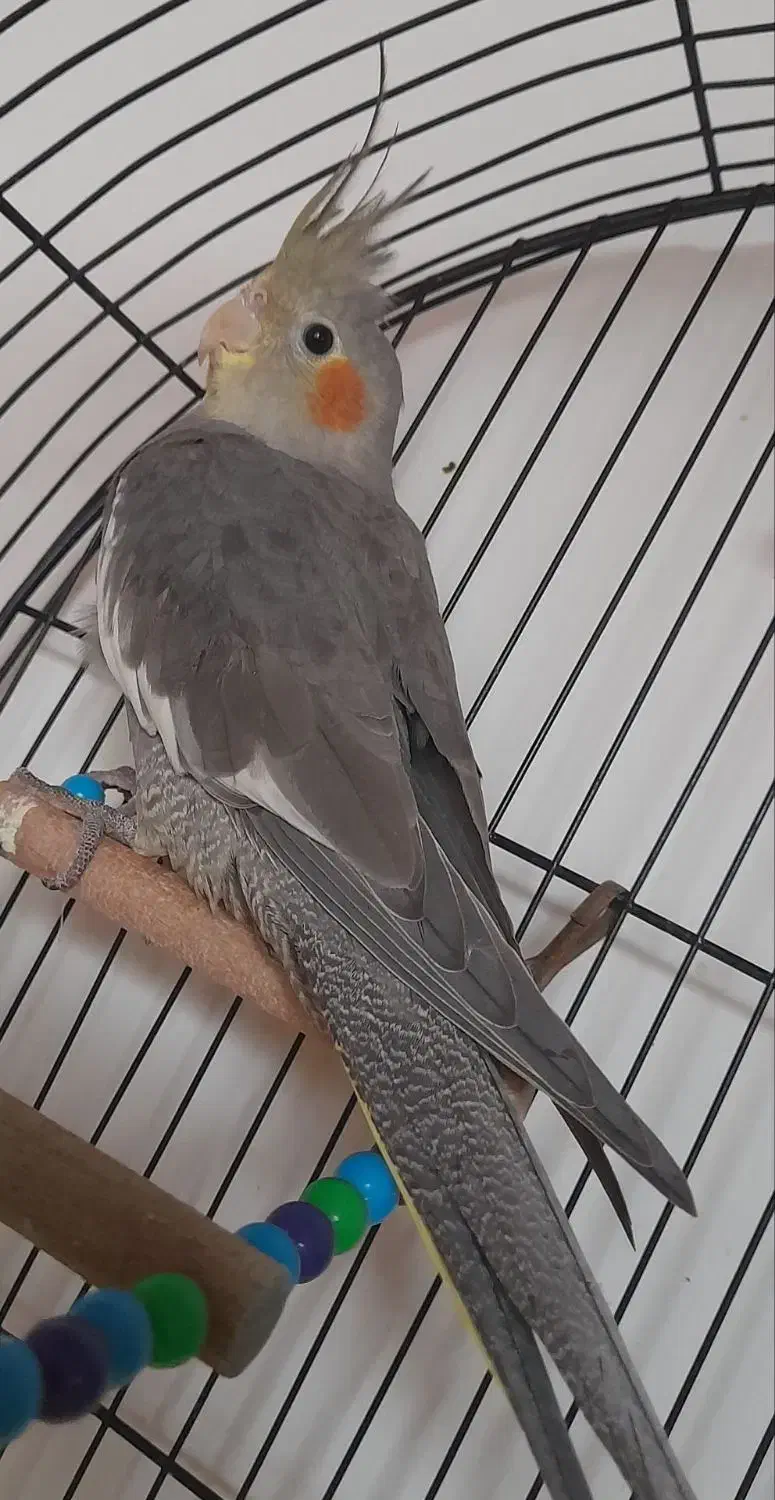 عروس هلندی ماده ۵۰۰|پرنده|رشت, گلسار|دیوار