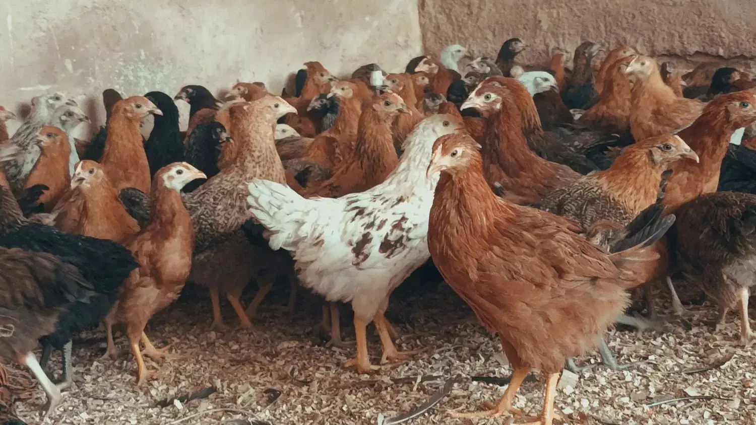 فروش جوجه تیمچه جهادی د۴ماه|حیوانات مزرعه|نجفآباد, ویلاشهر|دیوار