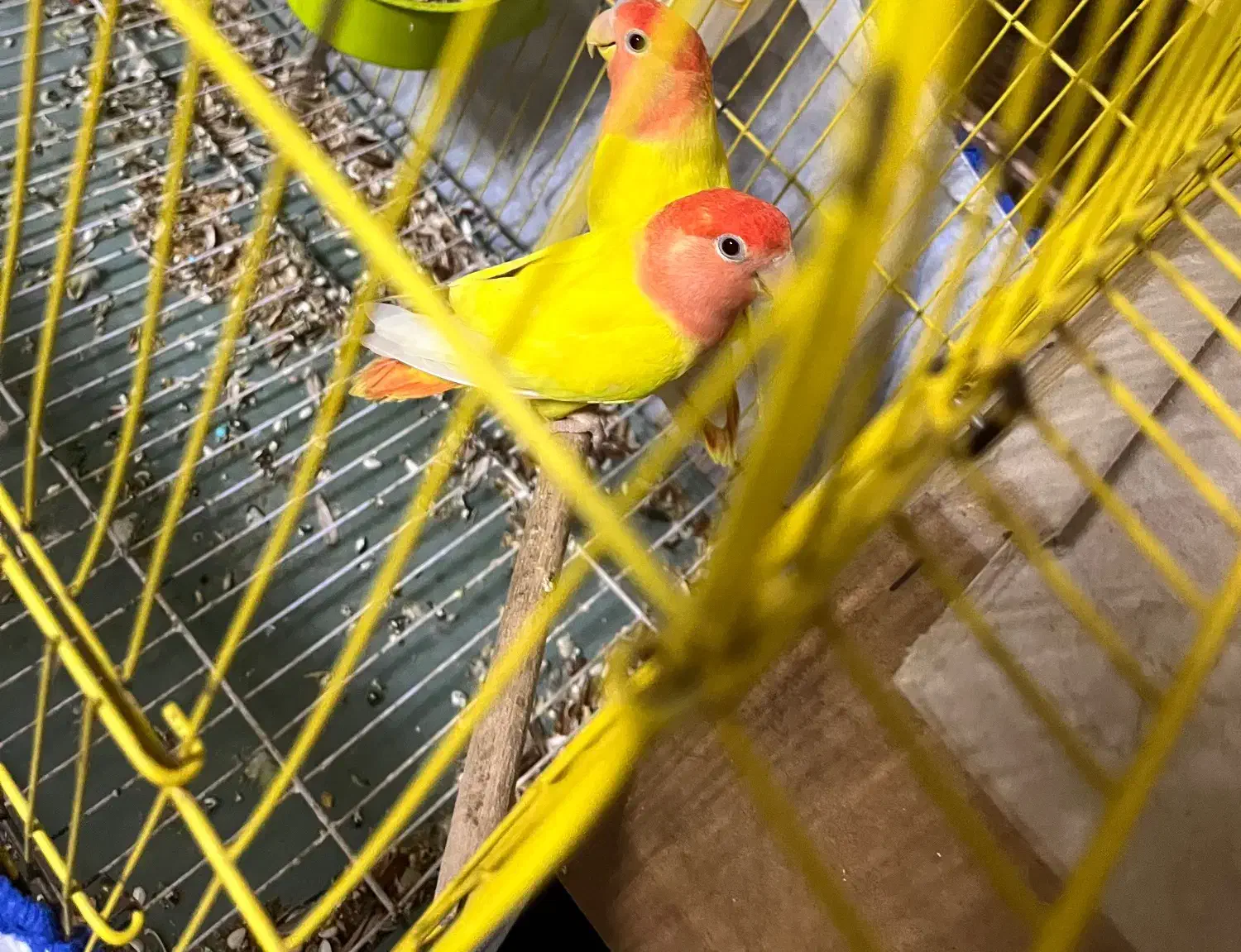 طوطی برزیلی|پرنده|بندر ماهشهر, |دیوار