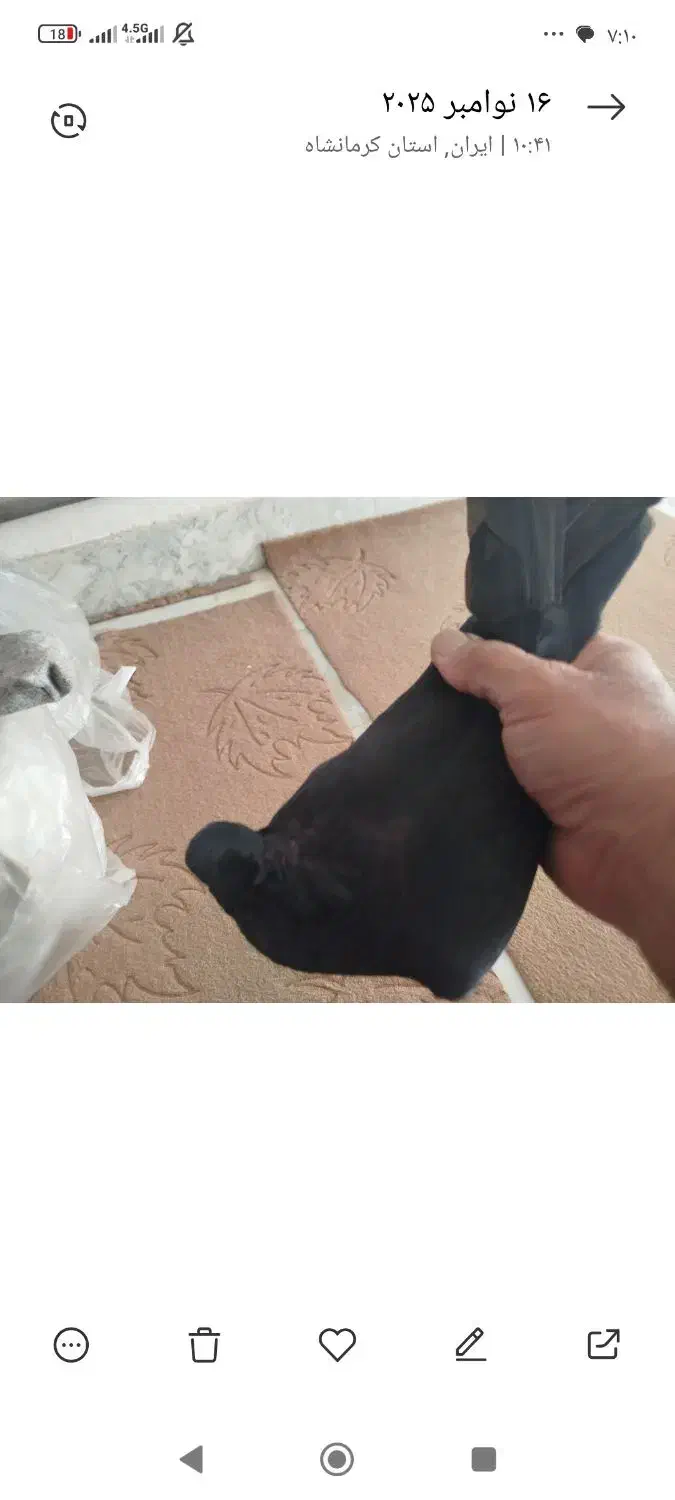 کبوتر زاغ کرز سیاتی پرنده|پرنده|کرمانشاه, |دیوار