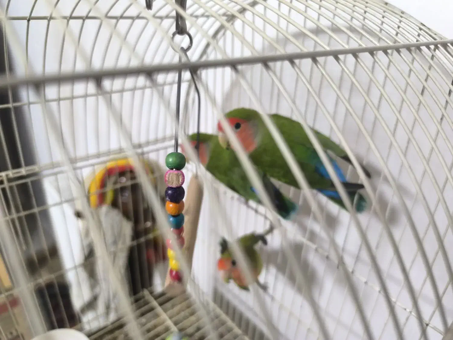 ۳عدد طوطی برزیلی|پرنده|چهاردانگه (تهران), |دیوار