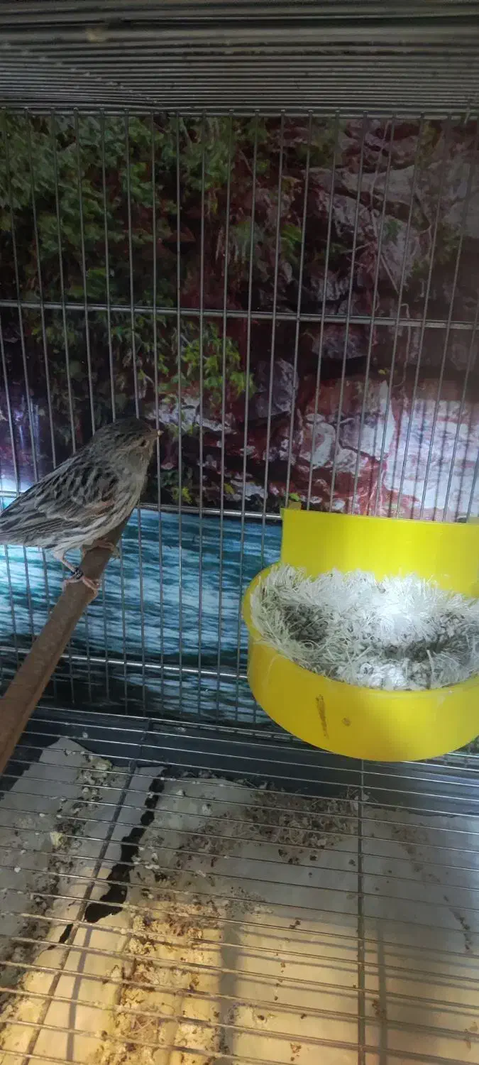 قناری توپاز|پرنده|مبارکه, |دیوار