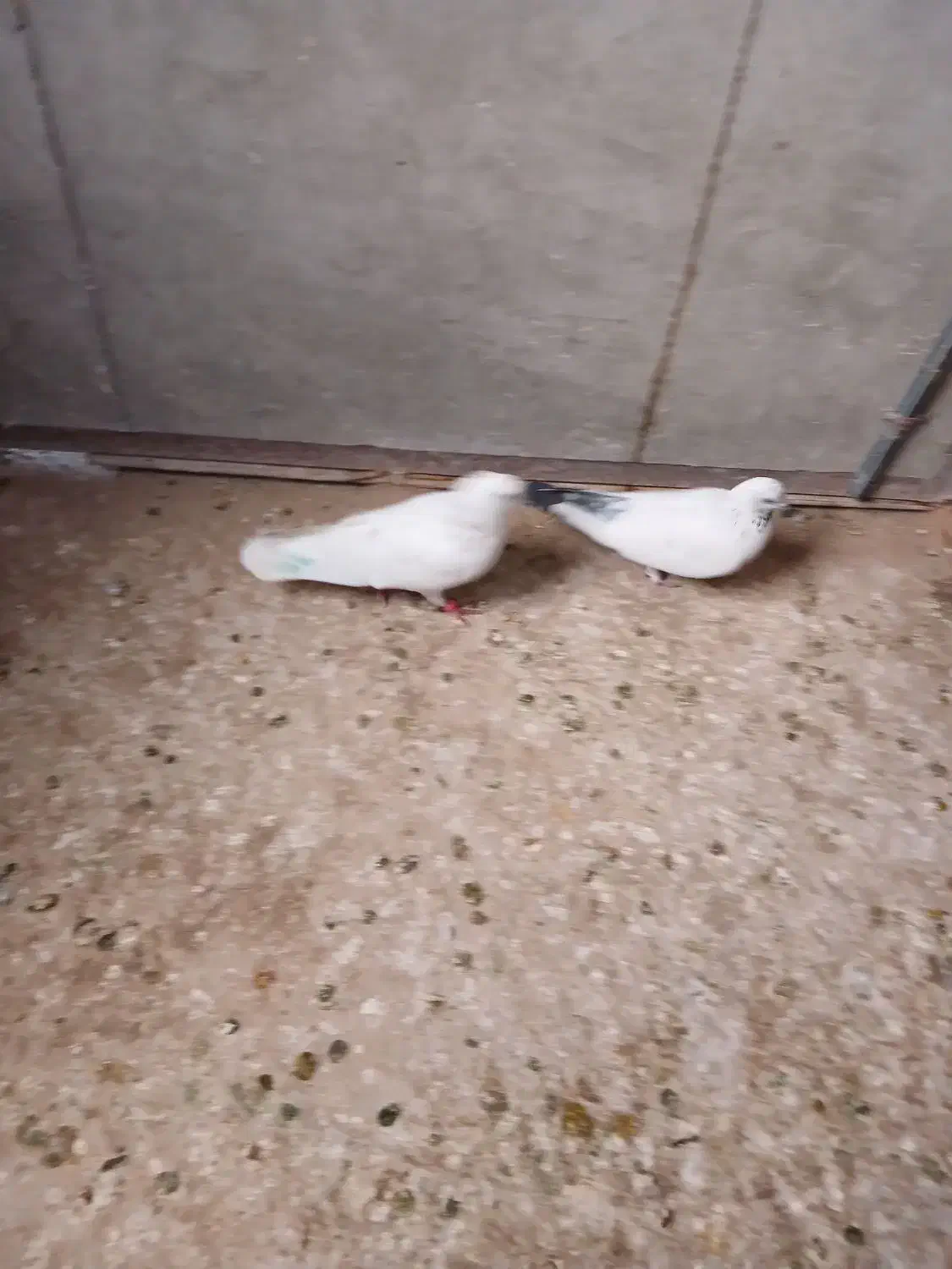 کبوتر|پرنده|نظرآباد, شهرک صنعتی سپهر|دیوار