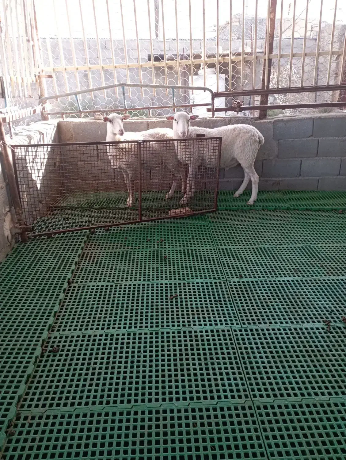 بره نر وماده لاکن|حیوانات مزرعه|اصفهان, بهارستان|دیوار