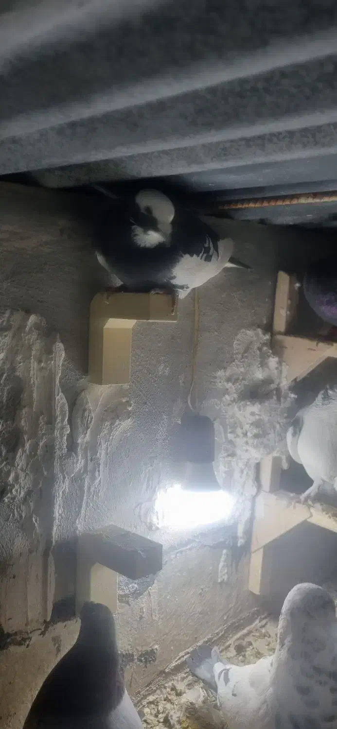 کفتر کبوتر|پرنده|شیراز, شهرک ولیعصر|دیوار