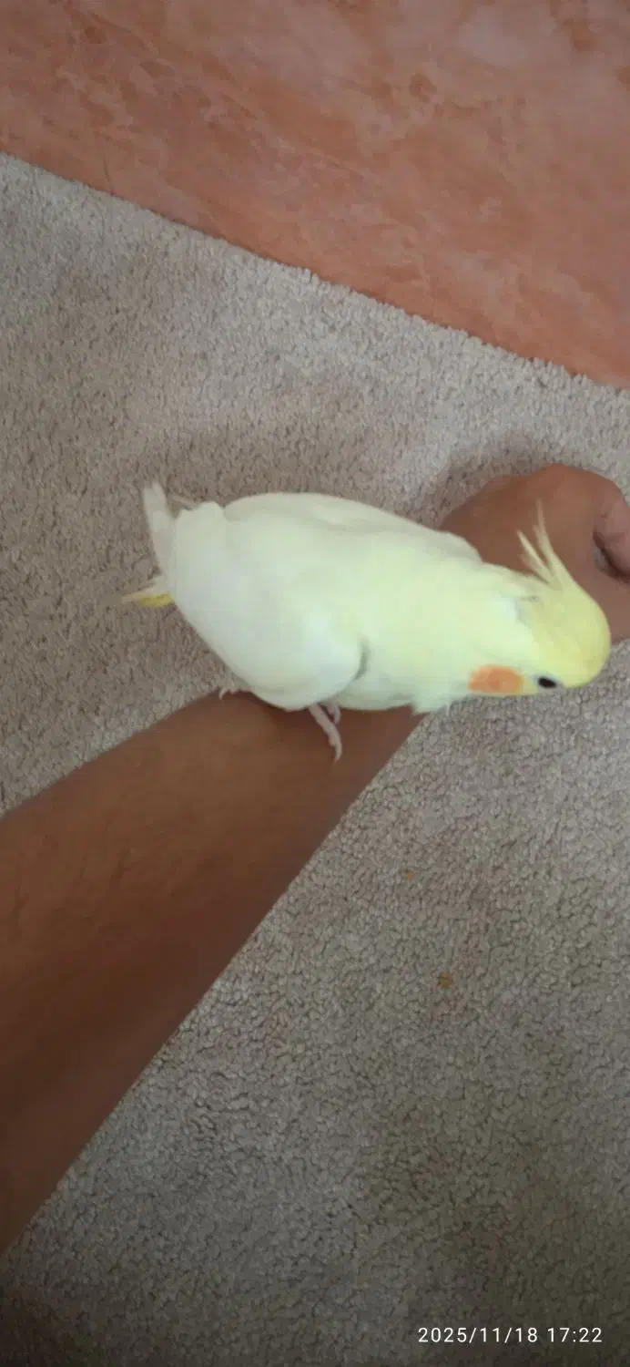 عروس هلندی|پرنده|قم, قم نو|دیوار