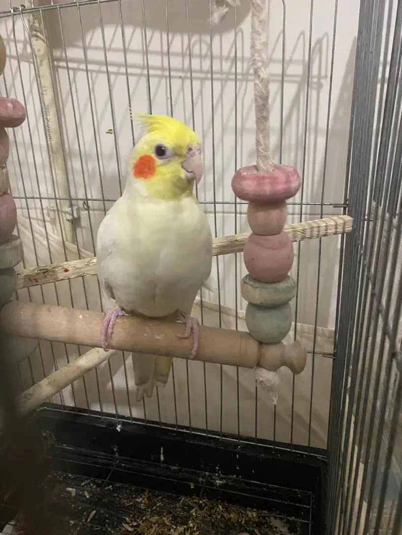 عروس شاه تخم سخنگو|پرنده|رباطکریم, رباطکریم|دیوار