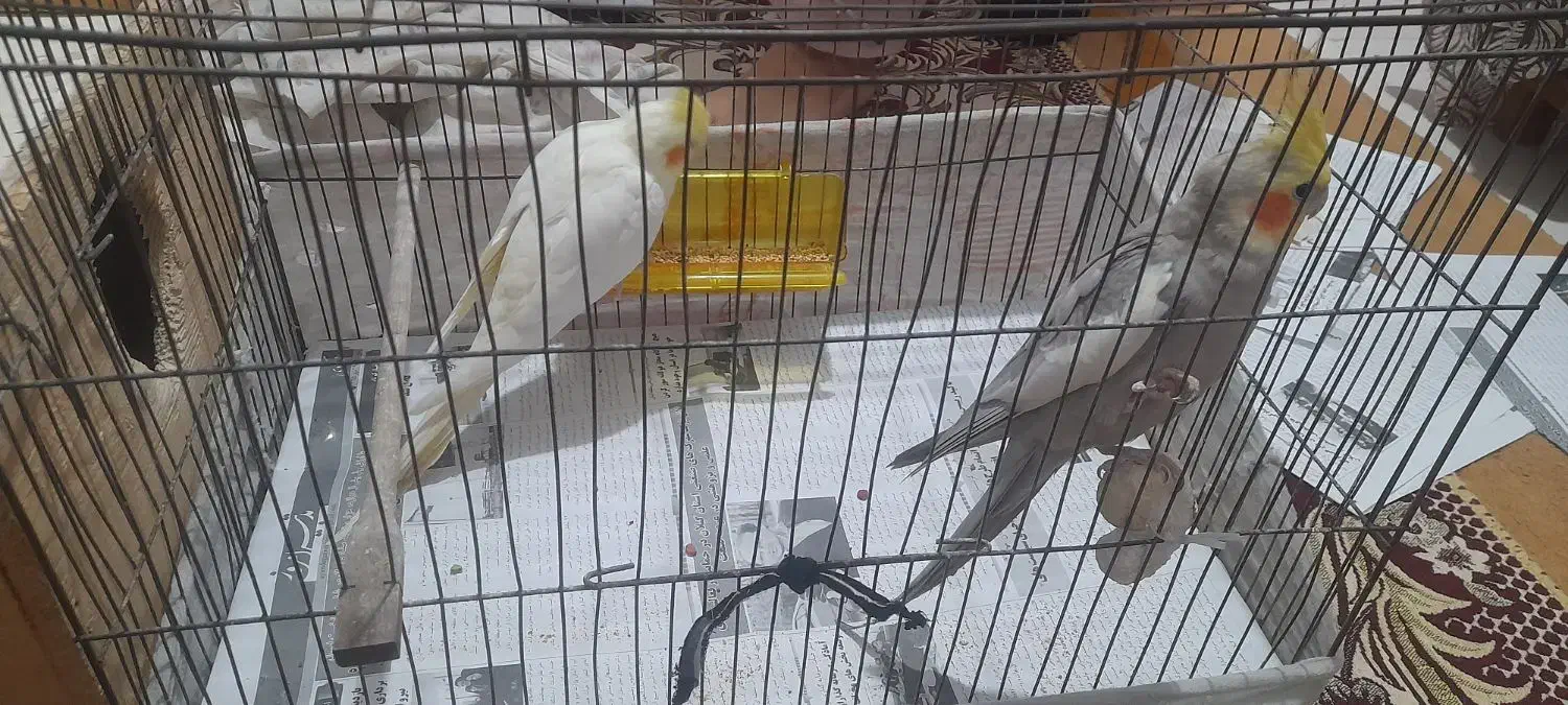 عروس هلندی|پرنده|رشت, بیجارپس|دیوار