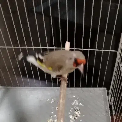 سقا نر کوه هزار|پرنده|کرمان, |دیوار