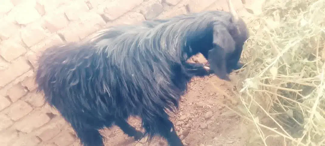 یک عدد ماده جهت مالداری|حیوانات مزرعه|خاش, |دیوار