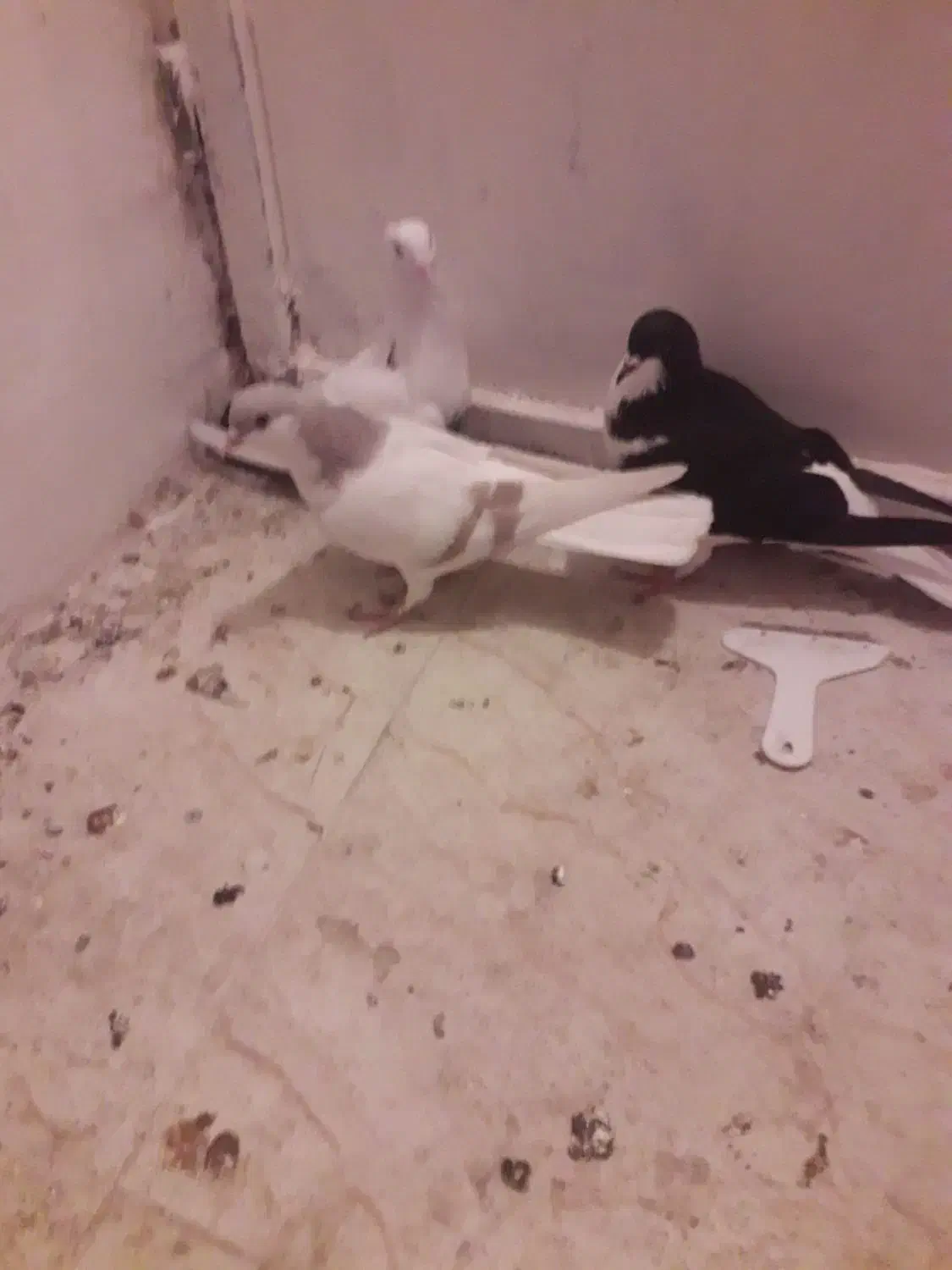 کفتر رنگی و جفتی|پرنده|محمدیه-قزوین, |دیوار