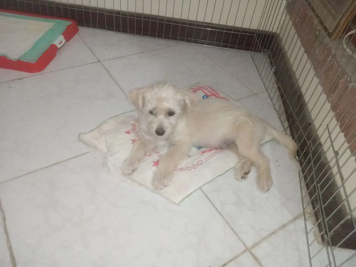 واگذاری سگ شیتزو|سگ|کرمان, |دیوار