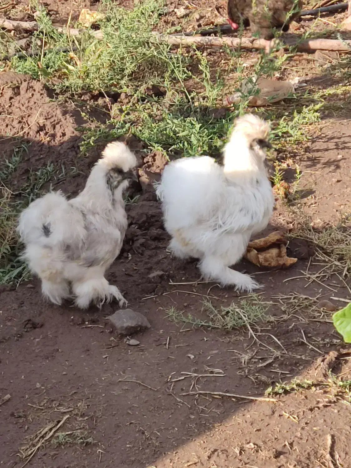 مرغ پنبه ای تخم گذار|حیوانات مزرعه|جلفا, |دیوار