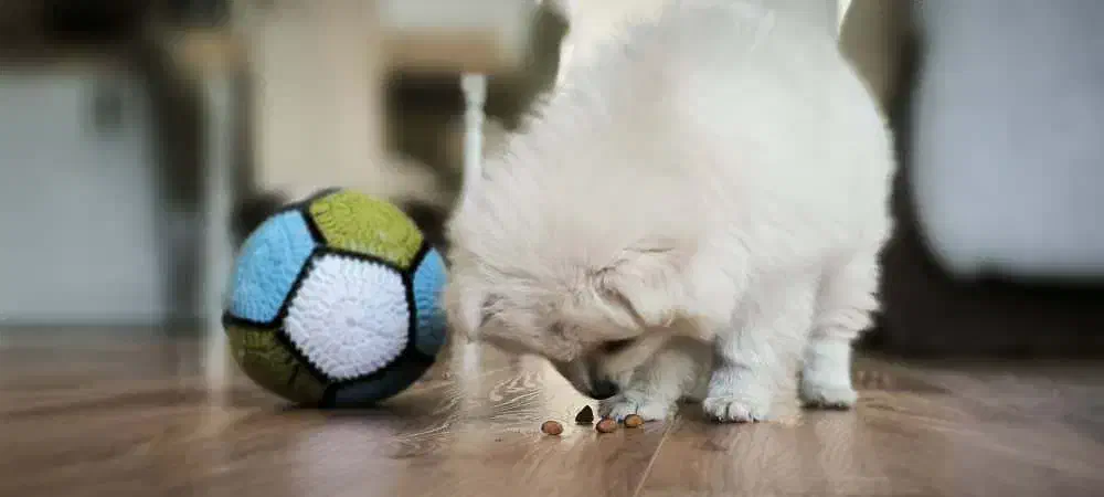 سگ پامر(توله)|سگ|همدان, |دیوار