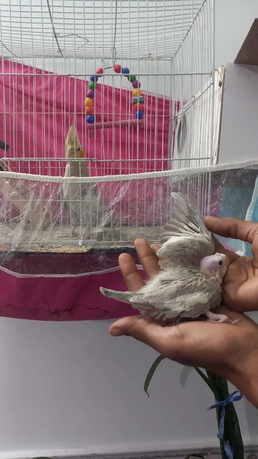 عروس هلندی|پرنده|شیروان (خراسان), |دیوار