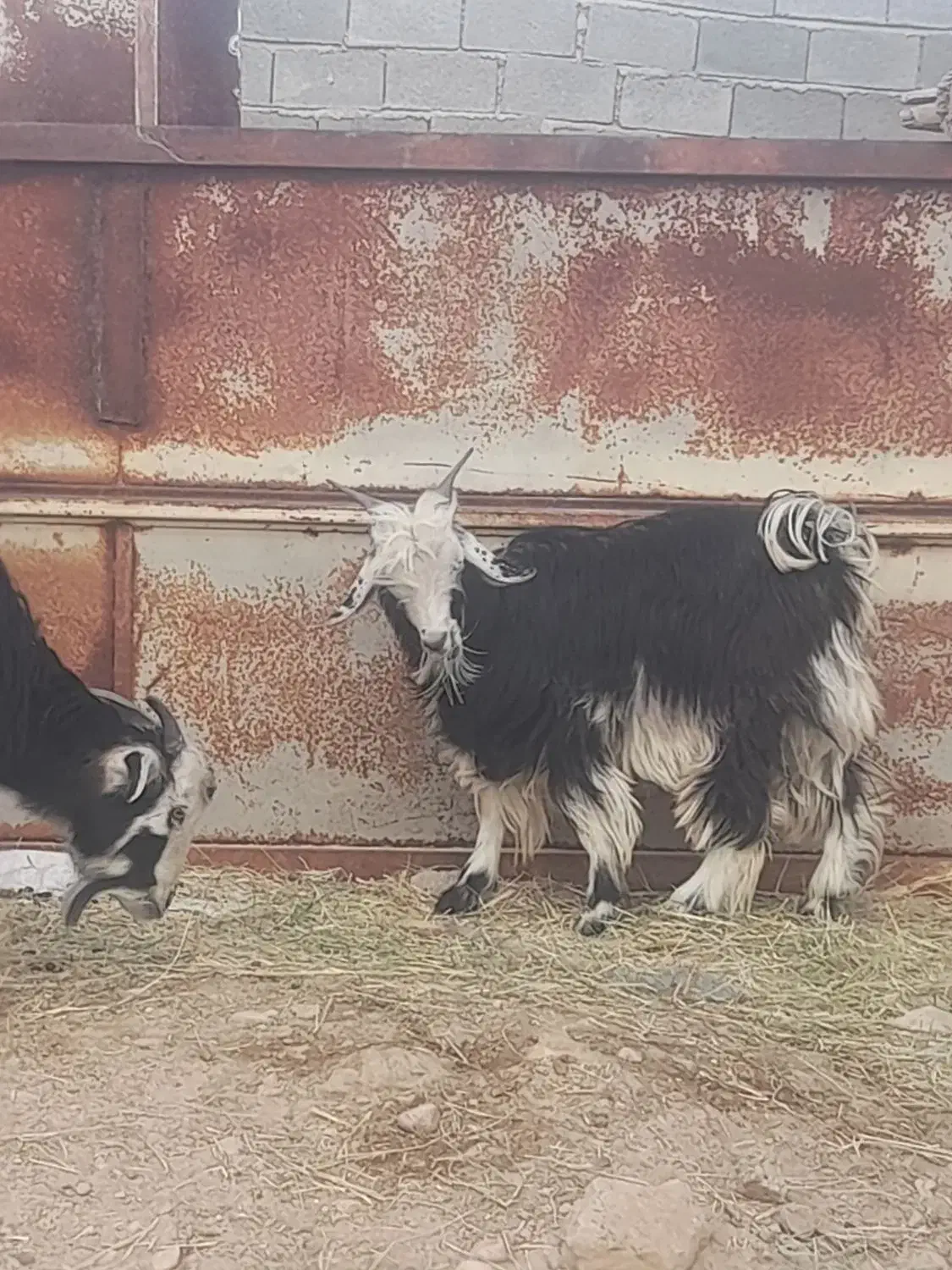 فروش ۳ عدد کهره نر چاق|حیوانات مزرعه|جنت, |دیوار