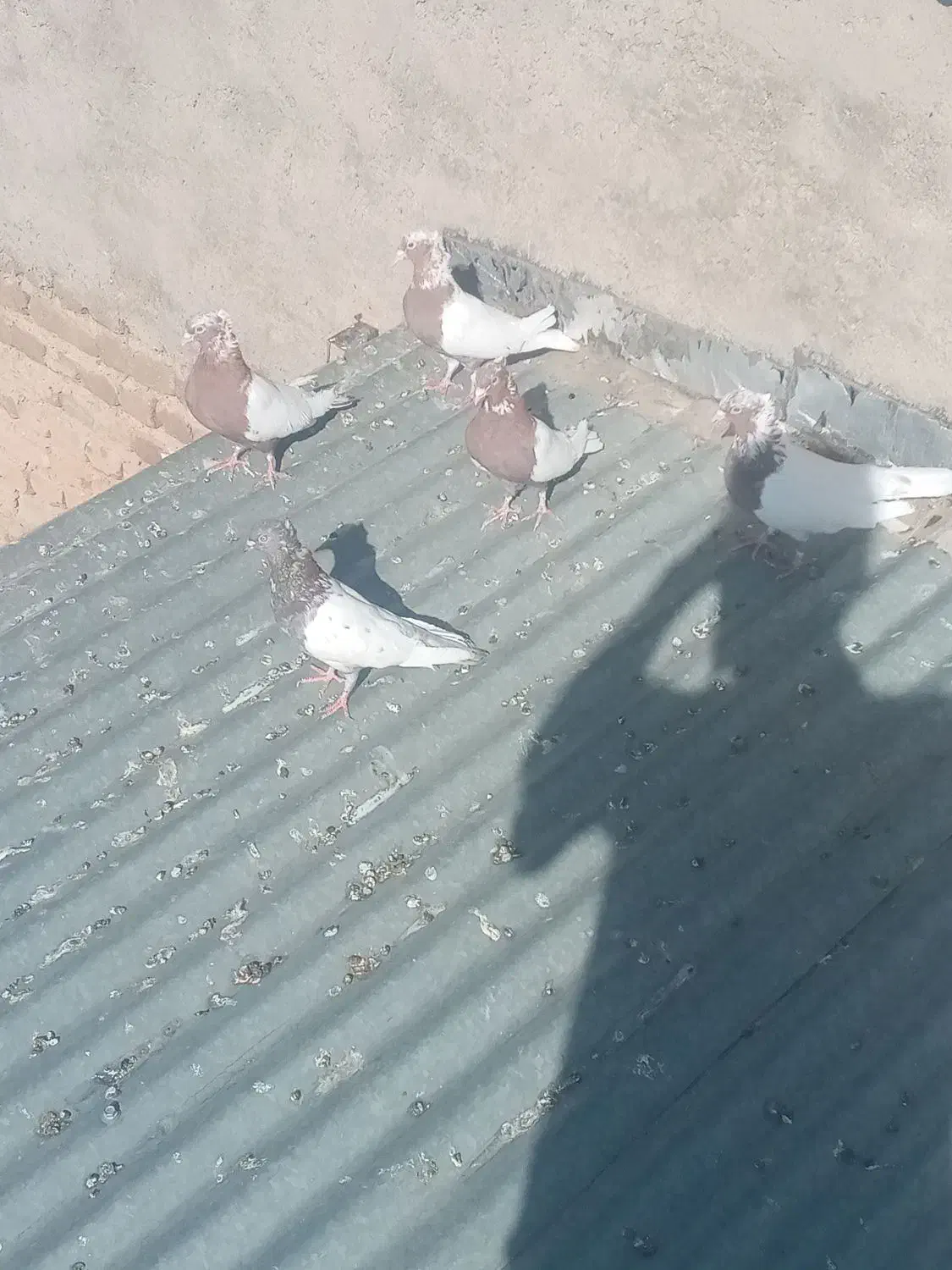 کبوتر|پرنده|اشترینان, |دیوار