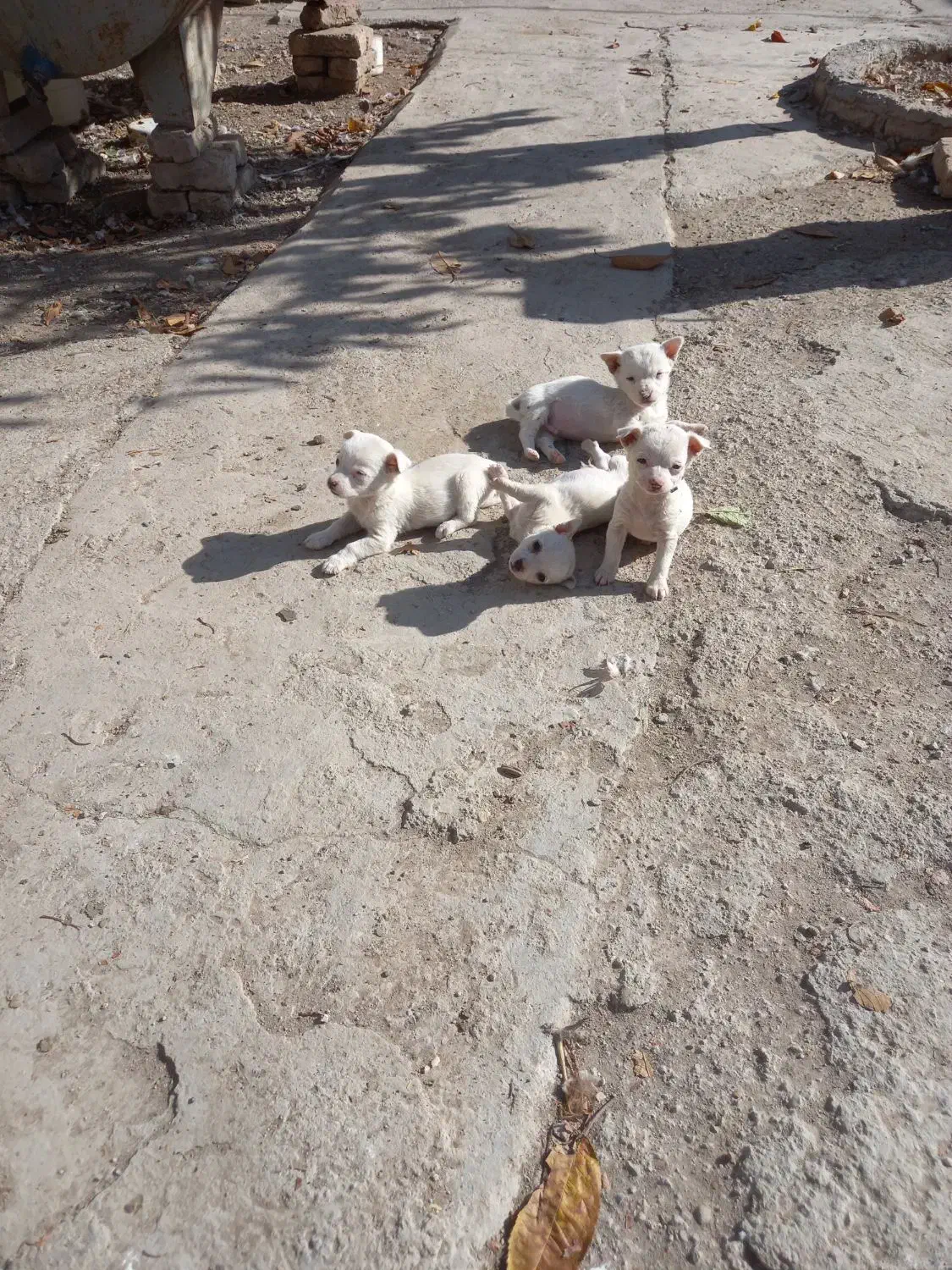 واگذاری توله ببی پاکوتاه ریز سفید خشگل|سگ|مشگین شهر, |دیوار