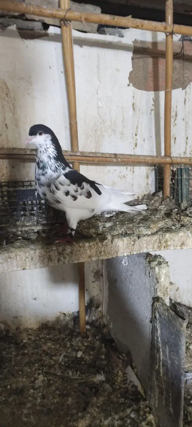 ساده افشان.کربلای.سار|پرنده|گالیکش, |دیوار