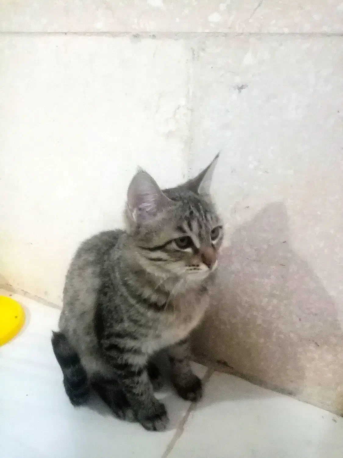 واگذاری 2 تا گربه نر و ماده فوری|گربه|مشهد, طبرسی شمالی|دیوار