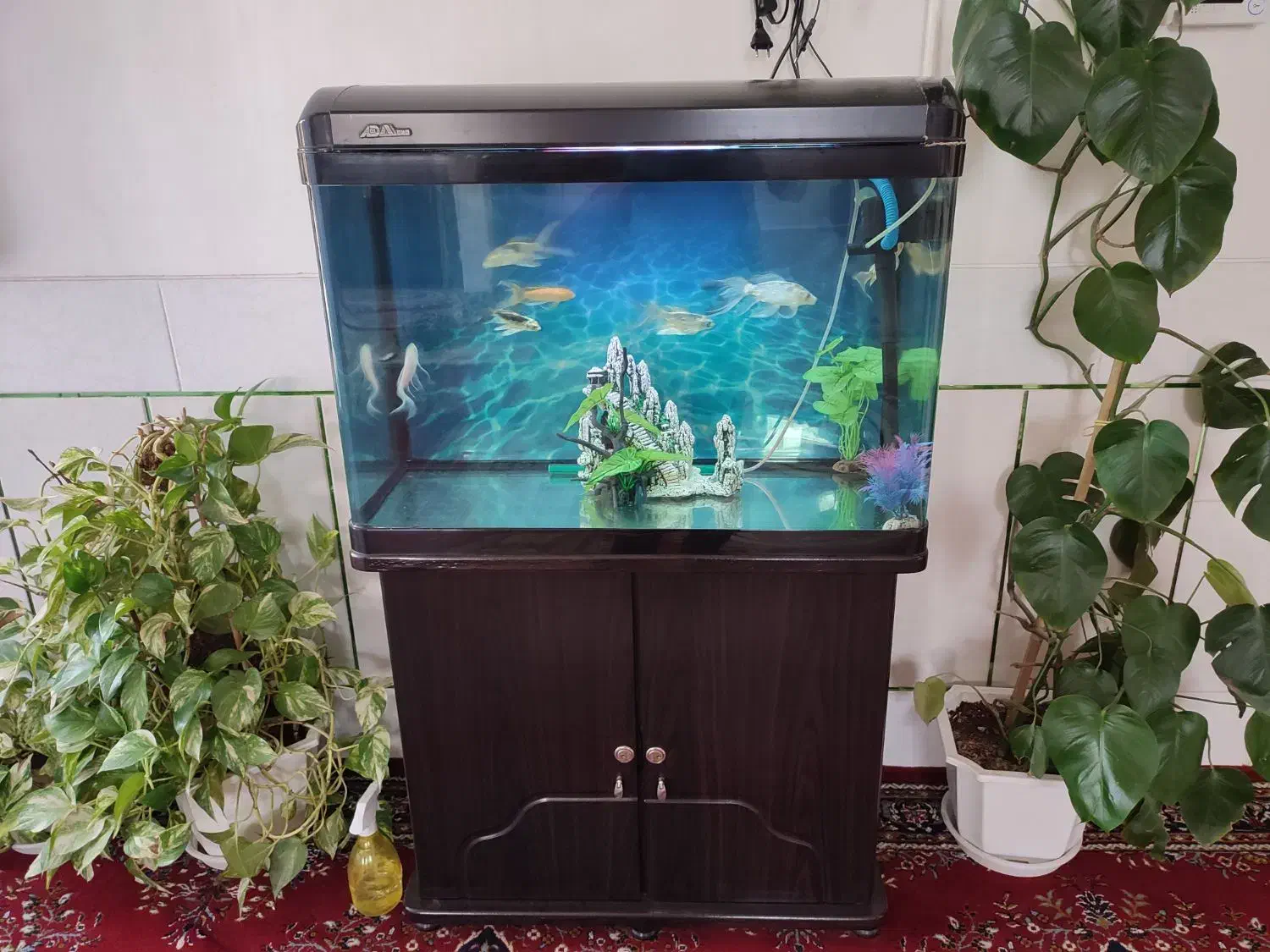 آکواریوم خارجی با میز و ماهی و وسایل کامل|ماهی|لنجان, |دیوار