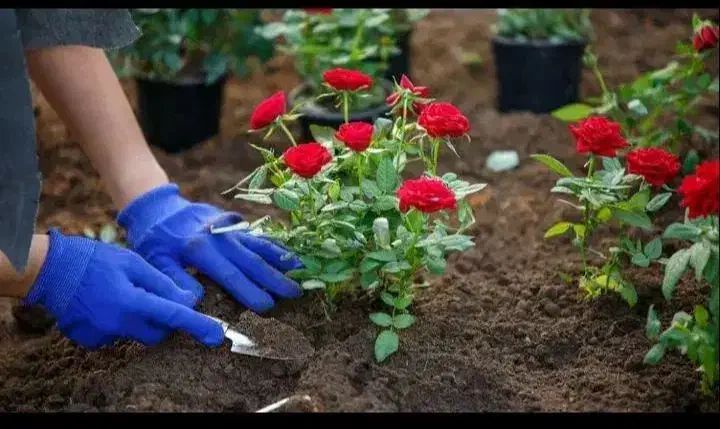 اجرا‌وامور‌باغبانی‌وفضای‌سبز|خدمات باغبانی و درختکاری|گرگان, |دیوار