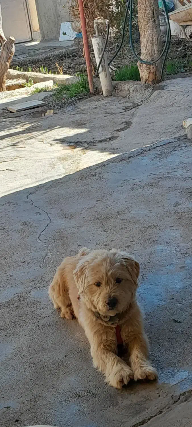 سگ شیتزو|سگ|بشاریات, |دیوار