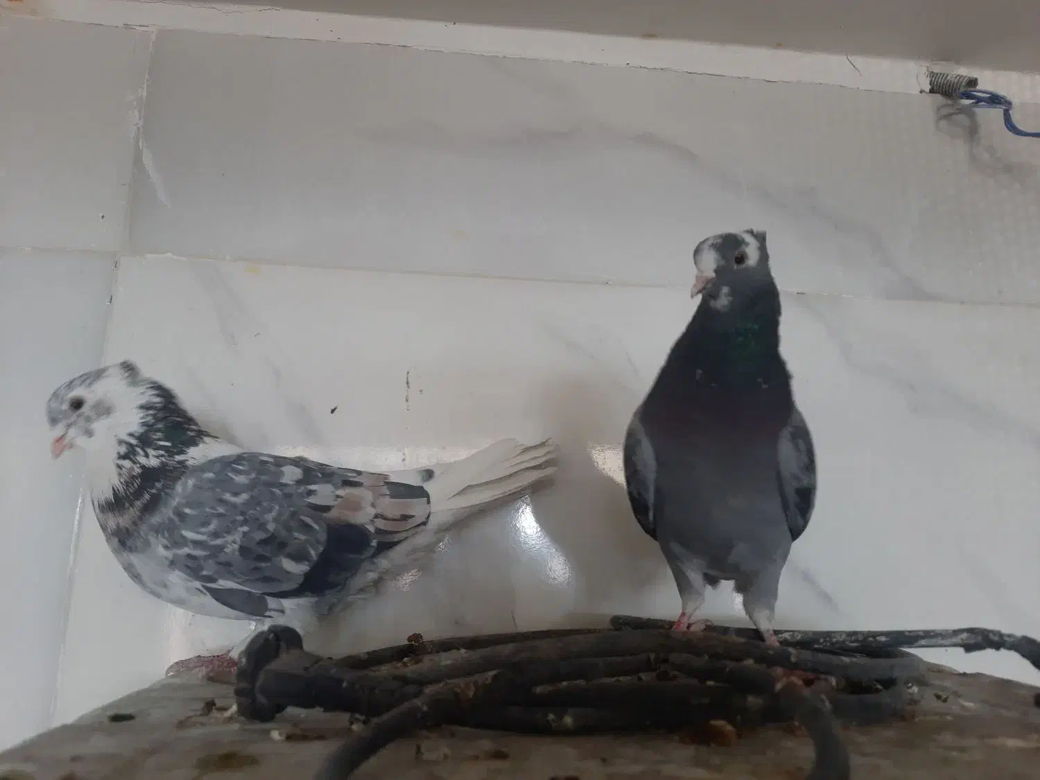 کبوتر|پرنده|نظرآباد, نظرآباد|دیوار