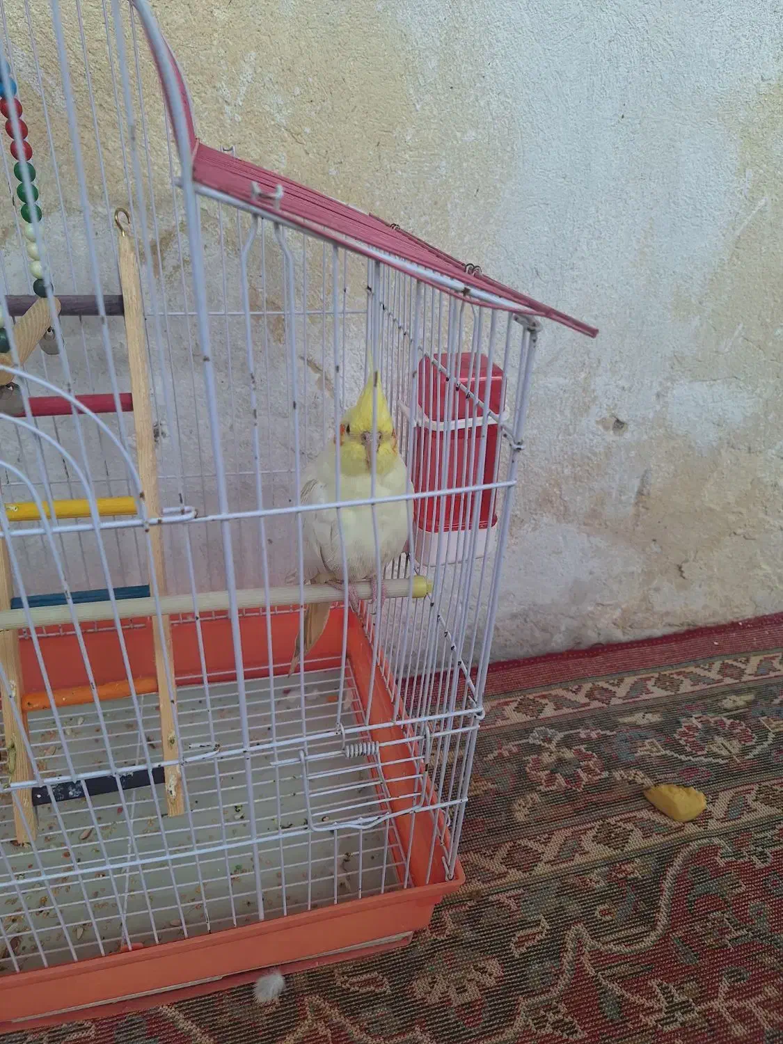 طوطی نر|پرنده|شوشتر, |دیوار