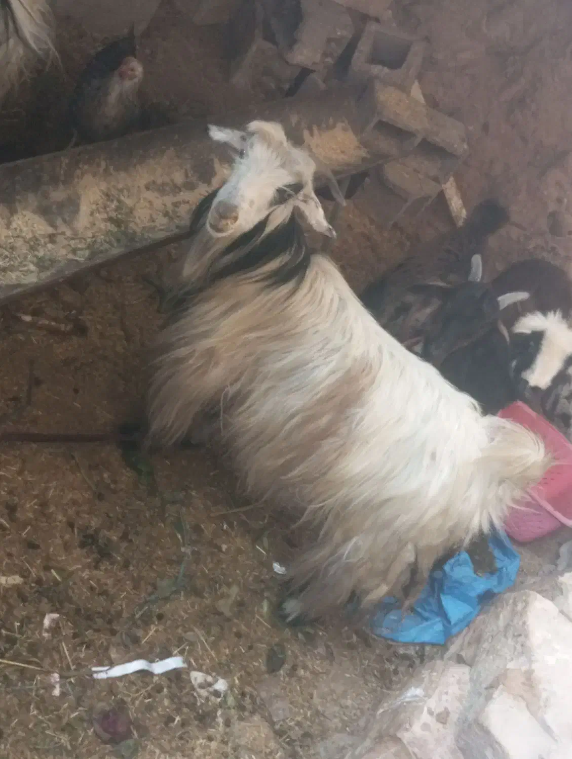 بز فروشی|حیوانات مزرعه|مسجد سلیمان, |دیوار