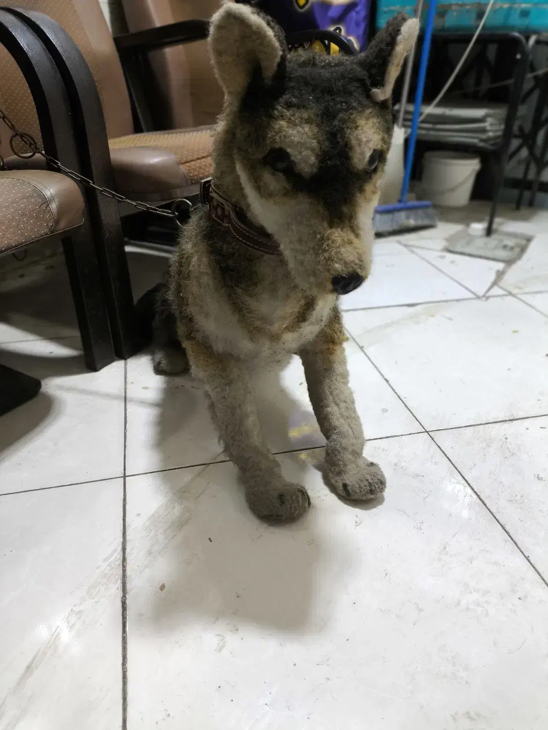 سگ نگهبان خاص|سگ|تهران, دریاننو|دیوار