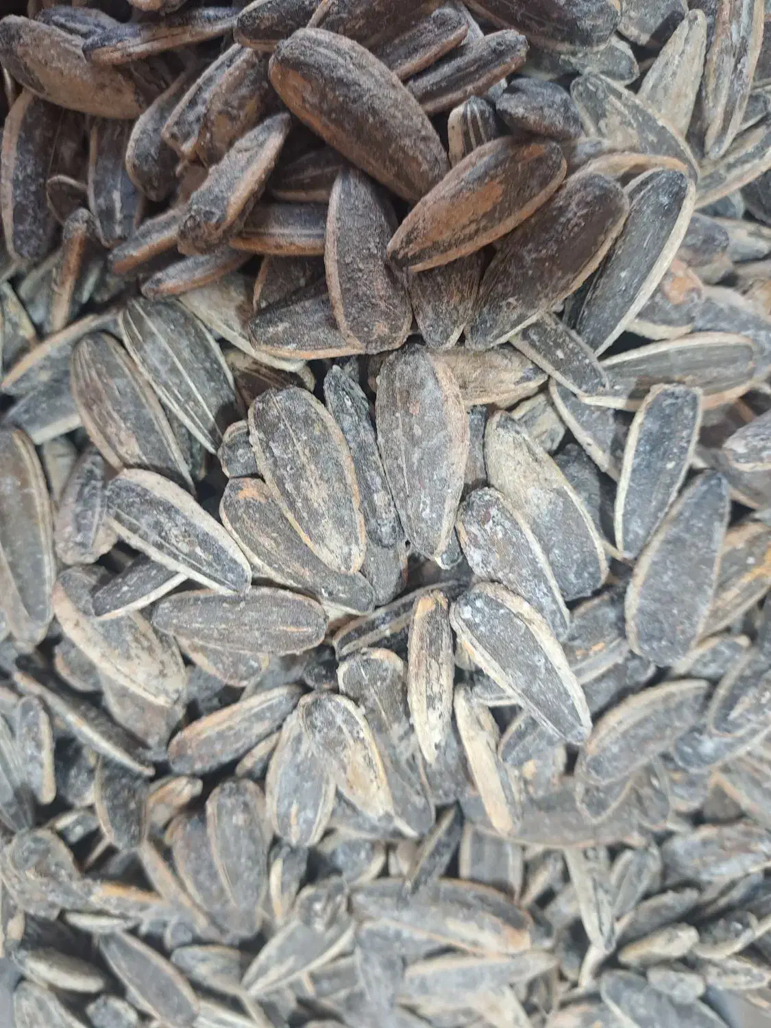 تخمه خارجی|عمدهفروشی|کرج, کارخانه قند|دیوار