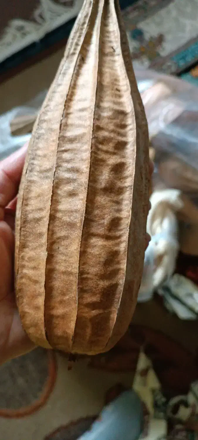 گیاه لیف|لوازم حمام|جویبار, |دیوار