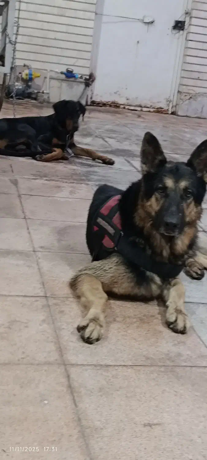 ژرمن گمشده|سگ|اهواز, کوروش|دیوار