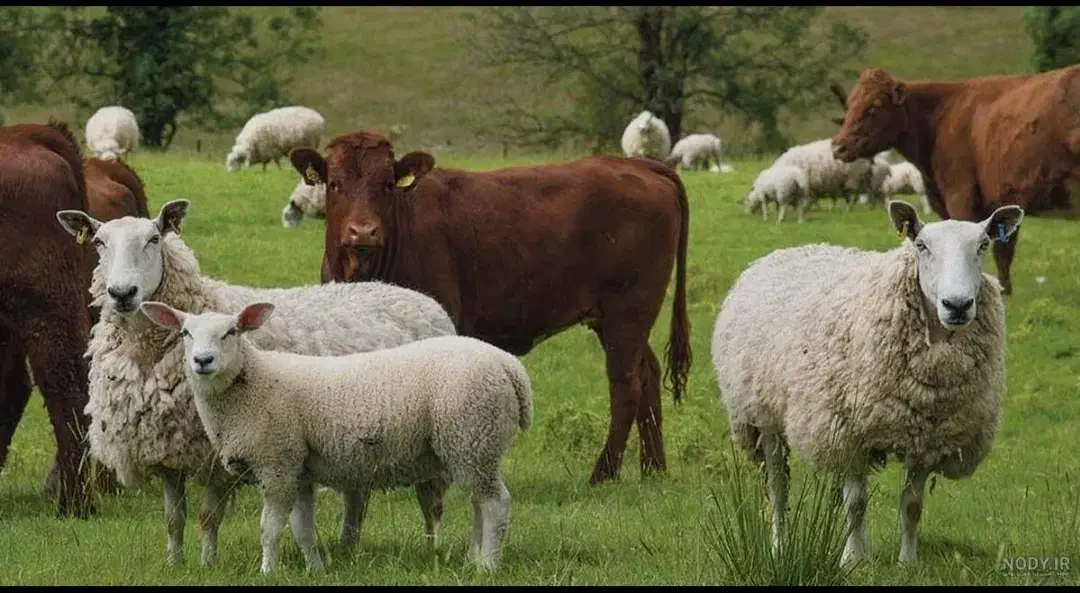 حیوانات|حیوانات مزرعه|چوبر, |دیوار