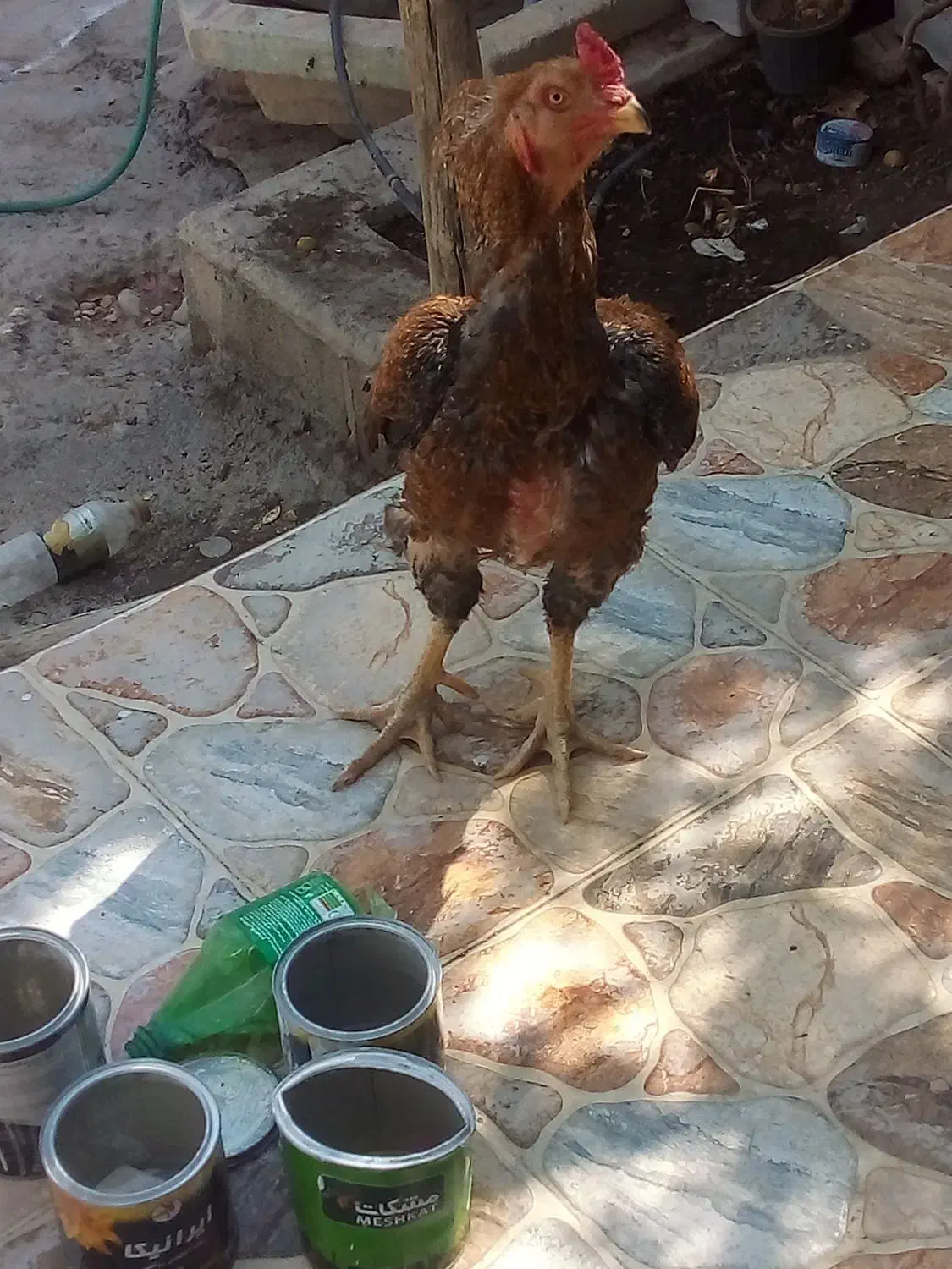 فروش مرغ و خروس لاری|پرنده|جویم, |دیوار