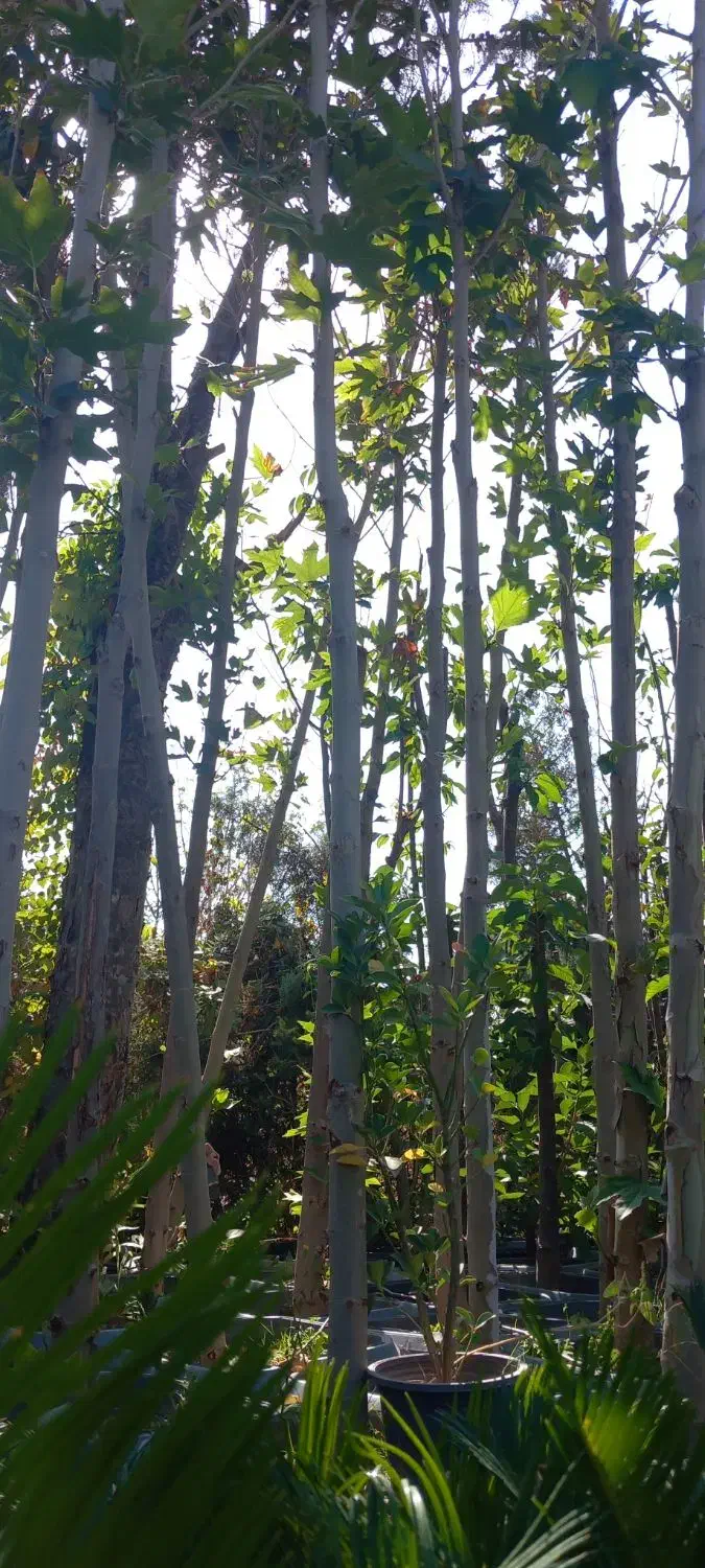 انواع درخت ۳و۴ساله ریشه پر زیر قیمت|گل و گیاه طبیعی|شهریار, رزکان|دیوار